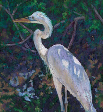 Great White Heron